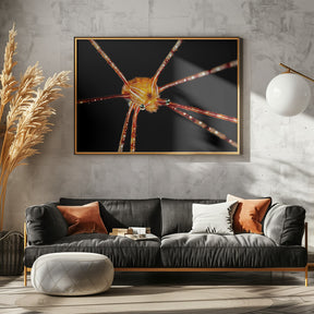 Spider squat lobster Poster