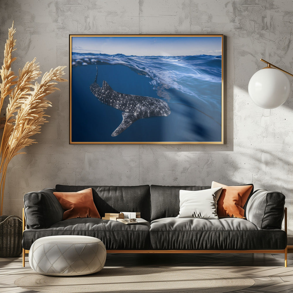 Whale Shark on split level Poster