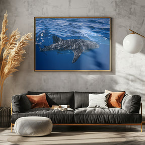 Whale shark : The biggest fish of the world Poster