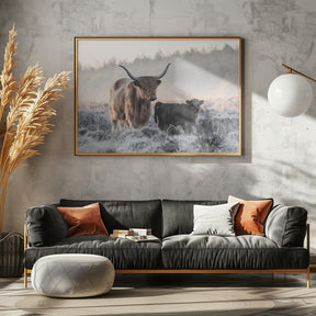 Highlander and Calf Poster