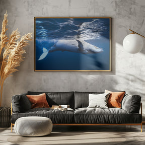 On the surface of the water: a humpback whale Poster