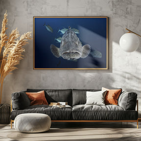 Face to face with a potato grouper Poster