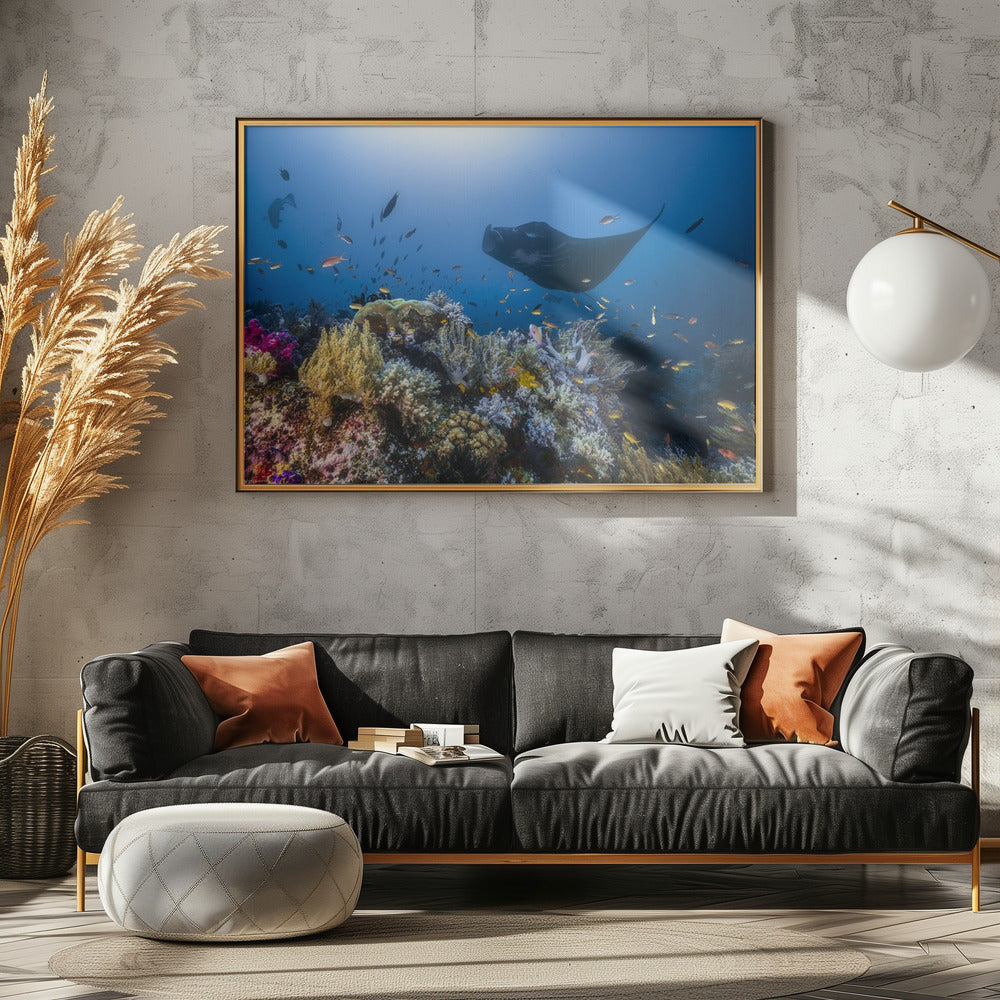 Manta reef on the reef Poster