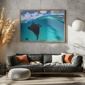 A reef manta ray in Mayotte Poster