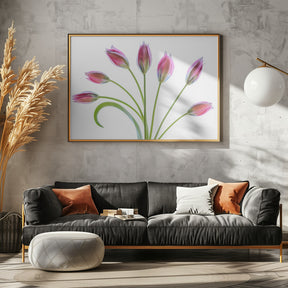 Tulipa Poster