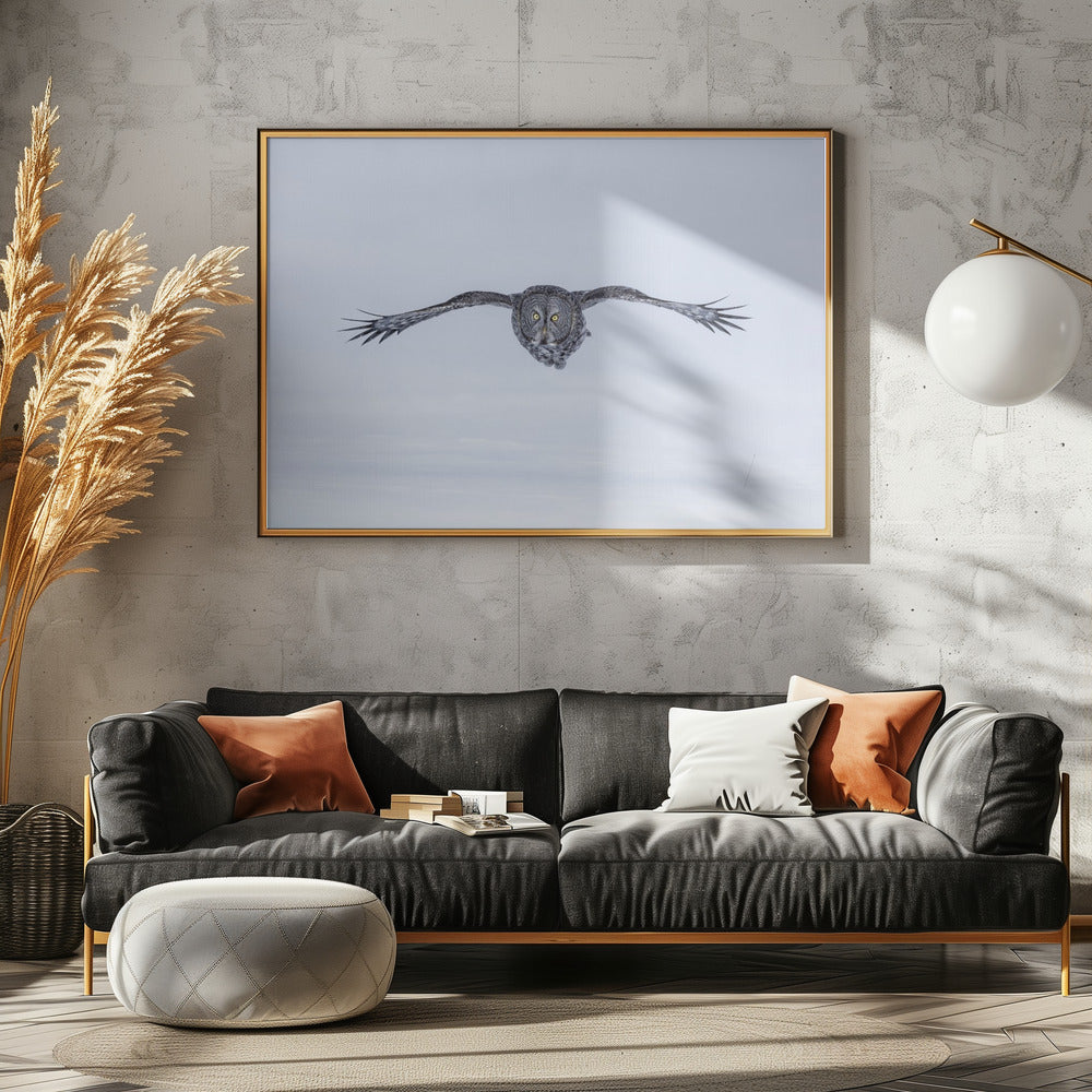 Great Grey Owl in Flight Poster