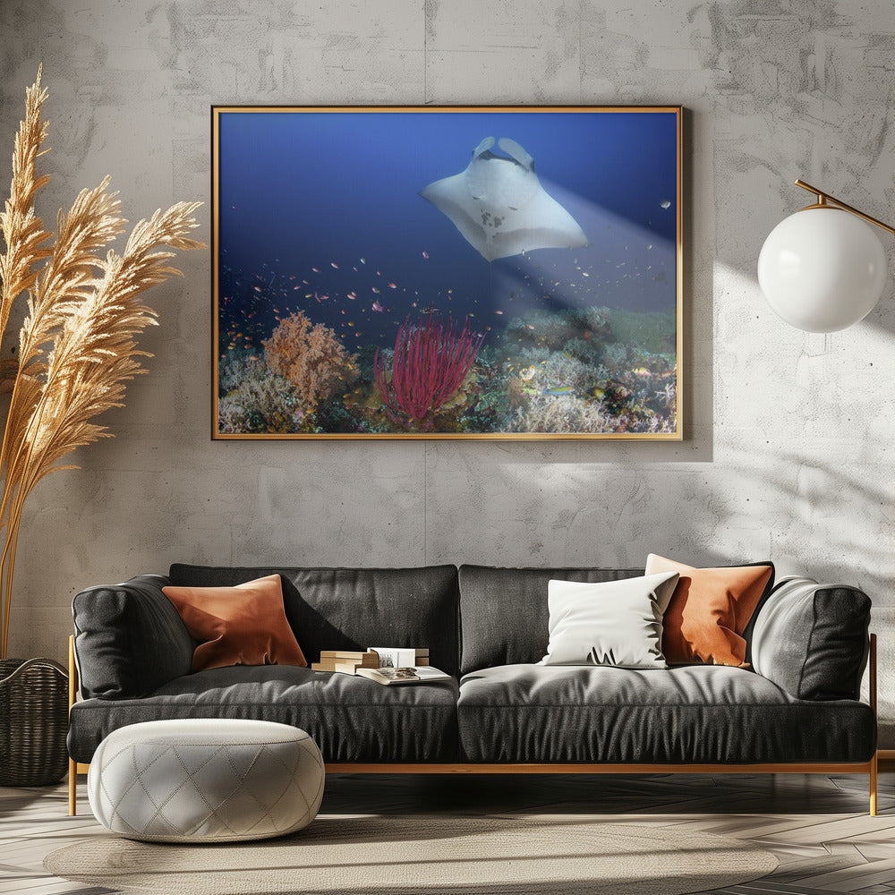 Ocean Manta Ray on the reef Poster