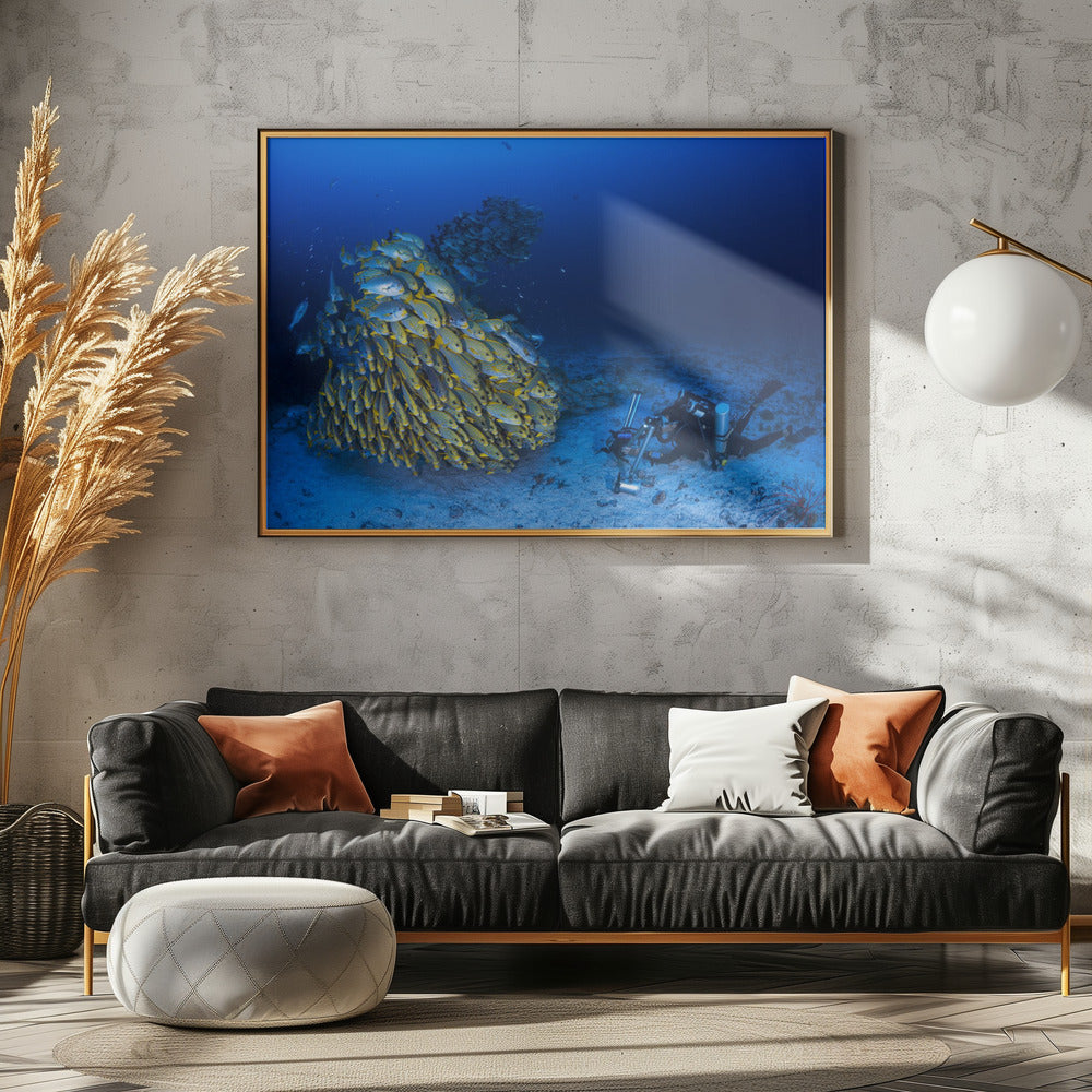 Face to face with diagonal-banded sweetlips Poster