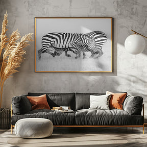 Zebra Wrestling Poster