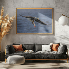 Bald Eagle Catching Fish Poster