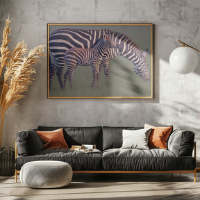 Baby Zebra Poster