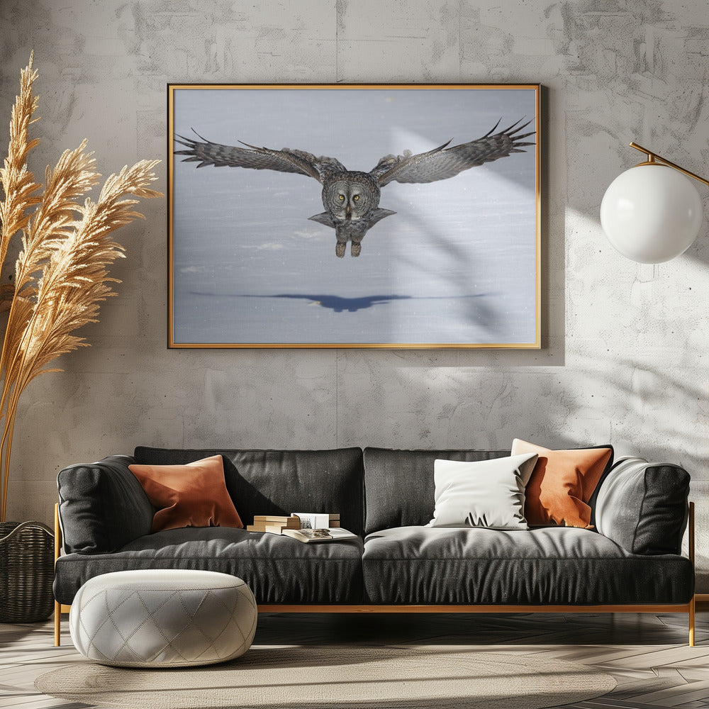 Great Grey Owl in Flight Poster