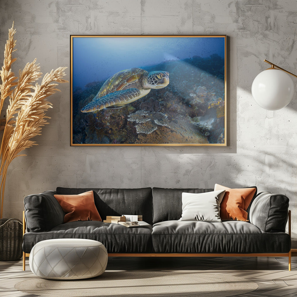 Green sea turtle from Raja Ampat Poster