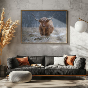 Snowy Highland cow Poster