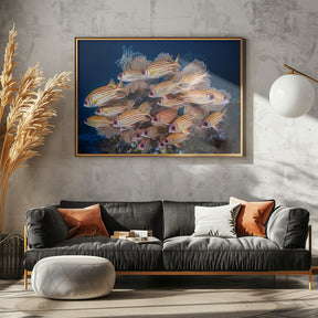 Yellow-tipped squirrefish Poster