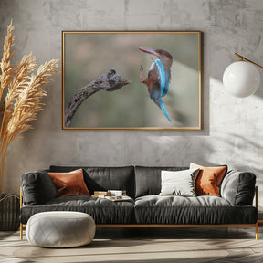 White-throated Poster