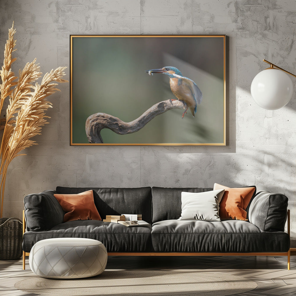 kingfisher with fish Poster