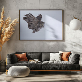 Great Grey Owl Poster