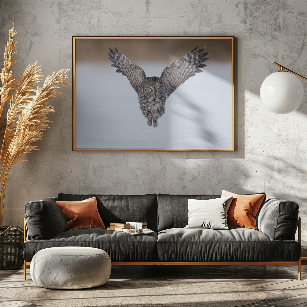 Great Grey Owl in Flight Poster