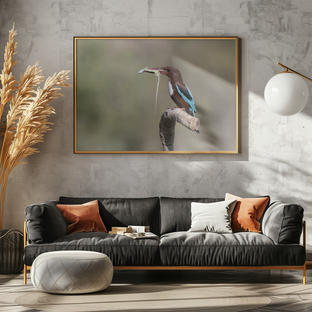 White-throated Kingfisher Poster