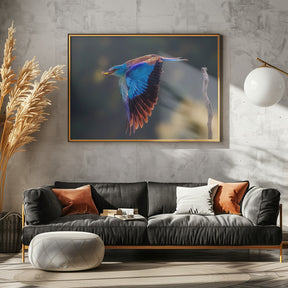 European Roller Poster