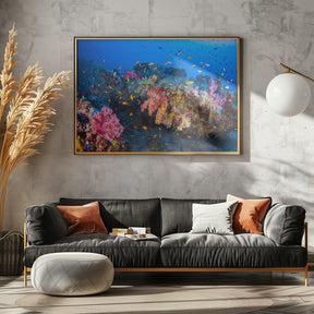 Colors of Soft Coral Poster