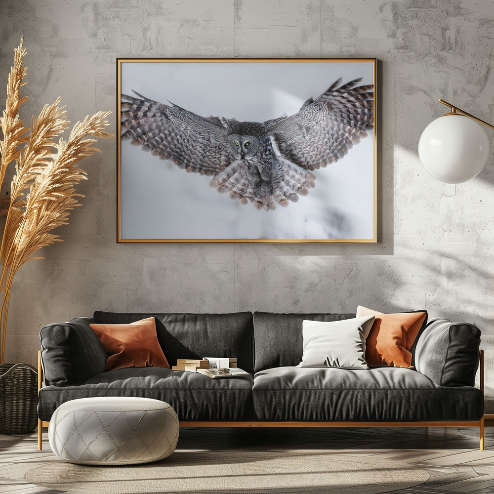 Great Grey Owl in Flight Poster