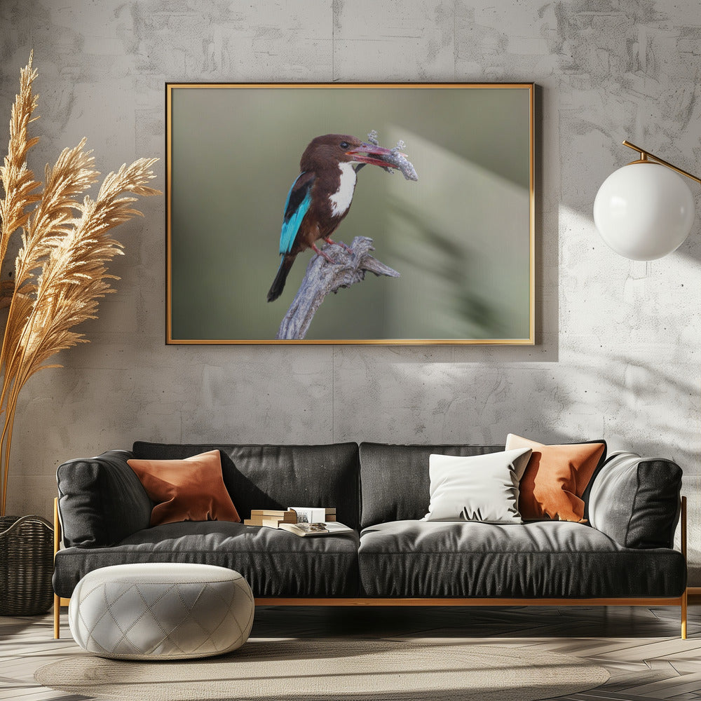 White-throated Kingfisher Poster