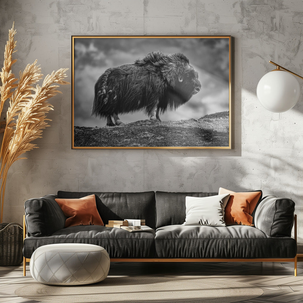 male Musk ox Poster