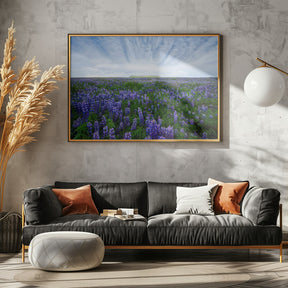 Field of Lupines Poster