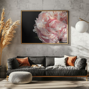 Blush peony IV Poster