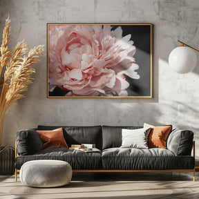 Blush peony VI Poster