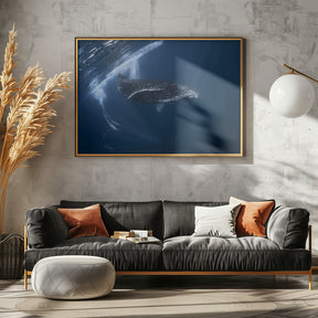 Humpback whale in active group Poster