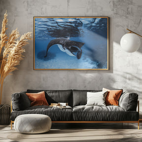 Manta Ray feeding Poster