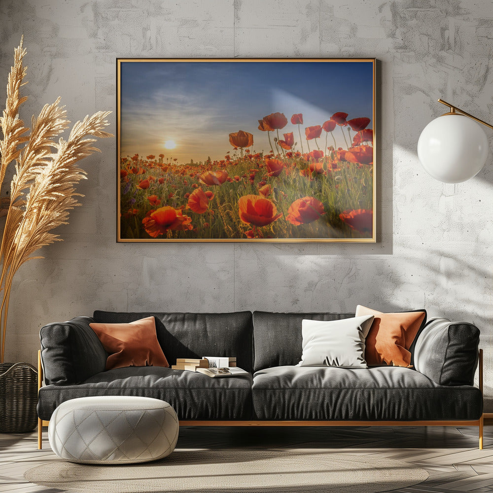 Poppies in the sunset Poster