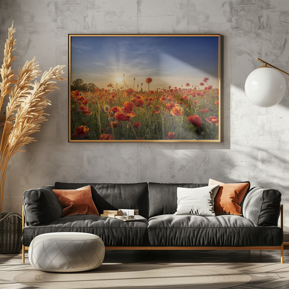 Poppy idyll in sunset Poster