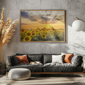 Sunflower field at sunset | Panoramic View Poster