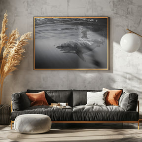 Monochrome Tiger Shark Poster