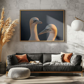 Northern gannet Poster