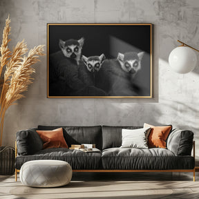 Lemur Trio Poster