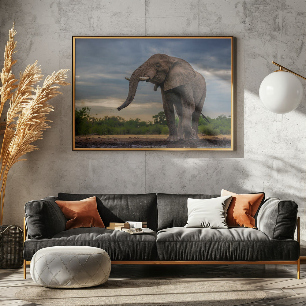 Elephant Drinking Poster