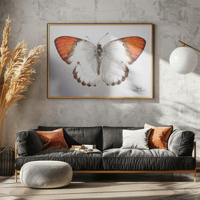 Butterfly - 3 Poster