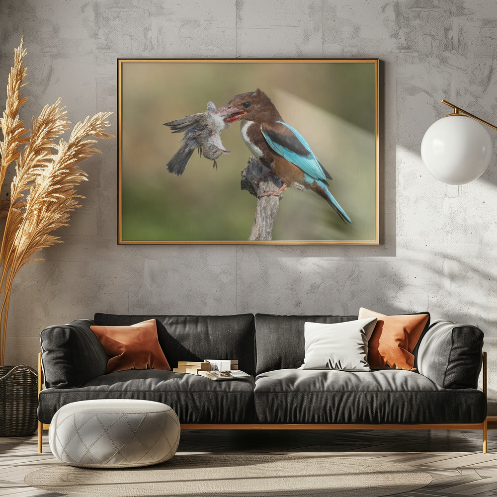 White-throated kingfisher catch Poster