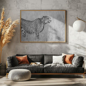 Side view of cheetah standing on field Poster