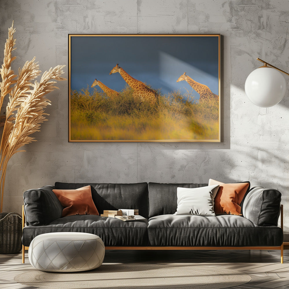 Giraffes at The Sunset Poster