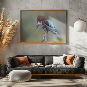 White-throated Kingfisher Poster