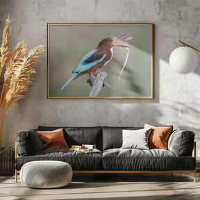 White-throated Kingfisher Poster