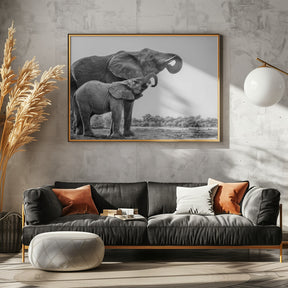 Elephant Drinking Poster