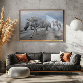 Camargue horses Poster