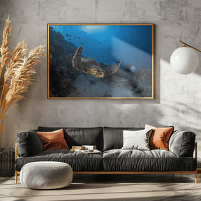 Hawksbill sea turtle Poster